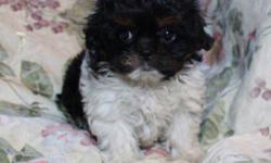 Beautiful, sweet, smart, cuddly and non-shedding Bichon Shih Tzu puppies for sale. 
I have 3 female puppies (pictured) who will be ready to go home Jan 14, 2012
Puppies have a one year Puppy guarantee included.
All puppies have had their dewclaws