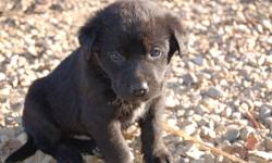 2 Black Lab puppies crossed with border collie.  Dad is a purebred registered black lab with excellent breeding and fully trained for bird hunting.  Puppies all take after dad and have excellent disposition and temperament.  Well socialized with kids and