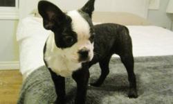 For sale is a magnificent female Boston Terrier.
She is 12 weeks old with a shiny black & lightly brindled coat with BIG rounded ears. Very cute feature.
Almost totally housetrained - sleeps in crate overnight & when we're out.
 
She is up to date with