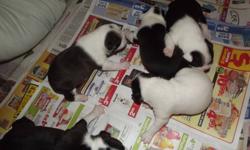 Do want that extra special gift for your family?What better way than to add a beautiful new puppy!
Our pups are now 5 weeks old and extremely cute healthy and chubby.They are eating moist and solid food.They have had thier tails and dewclaws done, and