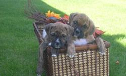 Adorable WELLBRED Boxer Pups--Beautiful variety of shades of Brindles ranging from a light creamy coloured brindle to a darker seal brindle.Also 2 fawn pups.ALL VERY FLASHY LOOKING!!!!Nice SHORT faces and HEAVY bone!! Well WRINKLED. Very well
