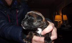 My beautiful Bella and Duncan just had a litter of 12 brindle boxer puppies !!!!! I have 9 females left, pictures to follow, if you need a new best friend, these are the dogs for you. They all have a full black mask and white chest.The mother and father