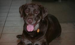We are looking for a new home for our Sampson.  He is a beautiful male chocolate lab, age 9 yrs, and neutered.  Very happy, healthy and greets with a warm welcome when we return.  Sampson is well trained in the home and never has accidents or damages