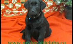 LOVABLE LABS  HAS CKC REGISTERED PUREBRED LABRADOR RETRIEVER PUPPIES FOR SALE...1 BLACK FEMALE LEFT ($650).....PICTURES ARE OF  THE AVAILABLE PUPPY & SIRE...READY TO GO TO NEW HOME NOW...SHE HAS HER 1ST AND 2ND SHOTS.
GREAT WITH CHILDREN...VERY SWEET &