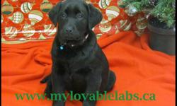 LOVABLE LABS  HAS CKC REGISTERED PUREBRED LABRADOR RETRIEVER PUPPIES FOR SALE...1 BLACK FEMALE  LEFT!!...PICTURES ARE OF  THE AVAILABLE PUPPY & SIRE...READY TO GO TO HER NEW HOME.
SHE HAS HER 1ST & 2ND SHOTS....IS A VERY SWEET & SMART PUPPY.....STARTED ON