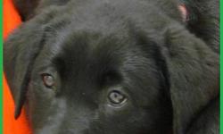 LOVABLE LABS  HAS CKC REGISTERED PUREBRED LABRADOR RETRIEVER PUPPIES FOR SALE...1 BLACK FEMALE  LEFT! ..."PEBBLES"....LOVES TO CUDDLE....READY TO GO TO NEW HOME.
THIS PUPPY IS APPROXIAMATELY 12 INCHES HIGH AND 14LBS....VERY SWEET & ADORABLE...VERY GOOD
