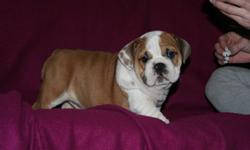 Fawn/white, Brindle/white, White.  Dad is #2 Bulldog in Canada, he is also an American and a Canadian Champ.  Mom was #1 Female Bulldog in Canada in '09, she also is a Canadian Champ. 
Both parents are Purebred English Bulldogs.  These puppies come from a