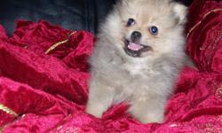 Gorgeous female pomeranian puppy
Born 11/10/2011
Vet checked,dewormed and 1st vaccinations
Approx 8 pounds full grown
Very fluuffy coat and rare cream sable color
Parents on site
Ready to go!
For more info call 705-492-0795