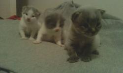 I have four kittens that will be ready to go to a home near xmas. We have 3 boys and 1 little girl. They are really cute with fluffly hair and most of them are grey and white. I have attached some pictures but they are not the best of quality as for my