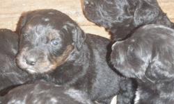 I have 10 Golden Mountain Dog puppies. They are all black with white and brown markings. The mom is a pure breed Golden Retriever and the dad is a pure breed Bernese Mountain dog. They are both available to see with the puppies. The Golden Mountain Dog is