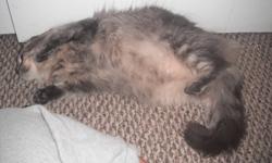 We are looking for a new home for our cat, Jewel. She is a beautiful grey "mainecoon" looking cat. She is coming up on 2 years old, She is not spayed, she does have all of her shots. She plays catch shes a real joy to be around. We can no longer keep her,