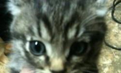 Gray tabby male, about 8 wks old. Eating on his own, friendly and nice.
This ad was posted with the Kijiji Classifieds app.