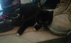 I have a very beautiful balck and white kitten. She is a girl. She loves people and other cats. She is one of the best kittens you could ever have but we have too many cats for the small area we live in. Somone dropped her off when she was a kitten and we