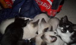 9 kittens - 5 white, 4 black and white - male and female available
very friendly, good with other animals
litter trained, eating solid food
ready for new home
Cbrunning@hotmail or Chris at 905 927 0158
available anytime