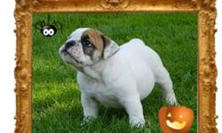 High quality english/bantam bulldog !!The little girl will be ready to leave right now ! Our puppies are sold vaccinated (2x), wormed (3x), registered, microchipped and health guarantee 5 years defects. Our name is well established here, the dogs are part