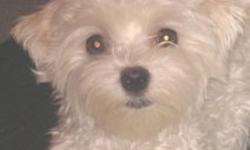 Beautiful little Maltese female...  
Only 2 years 2 1/2 months old...
She is a 5 lb little girl...
This little girl is AKC - CKC registered...
Comes from very good pedigree family...
Selling as a pet...
She has all her shots...
Vet Check and in very good