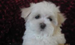 Beautiful little Maltese Girl with 
long luxurious hair. Cute little nose.
Very loving playful little girl.
Vet check, first shots, dewormed.
Health certificate.
Pee pad trained.
Hipo-alergenic, non shedding.
Very nice going home kit.
Mom and dad on