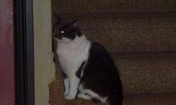 Due to allergies we need to find a new home for our 2 cats. Our male is a beautiful grey and white domestic short hair. He is 2 and a half years old and is neutered and declawed. Being declawed he is strictly a house cat. He is completely healthy and is