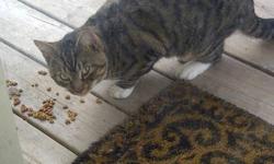 There is a beautiful stray male tabby in Kearney Lake! He is very loveable sweet cat! He would make a wonderful pet! I would love to take him in myself but I already have a cat and my spouse is allergic! He sits outside my door and meows to get in...I
