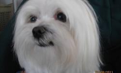 Beautiful Male Maltese 2 years old CKC Registered...
Quite small, short legs, and very straight thick hair. 
Beautiful Female 3 years old. 
4 1/2 months between them...  
These 2 little dogs grew up together with me but unfortunately I am forced into