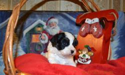 Beautiful CHRISTMAS GIFT MORKIE Puppies ..BLACK FRIDAY SALE 580.00 FROM 699.00
..5  BOYS These little ones are non shedding, hypo allergenic. pics1
Snoopy pic 2 Bailey Jr. pic 3 Marley pic 4 Sydney Pic 5Rockey Mom is a Maltese
Dad is a Silver Buffalo
