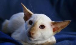 SiamJewels
We are a small cattery located in Richmond Hill, Ontario that is CCA registered. We specialize in modern Siamese, Colour Point Shorthair and Oriental Shorthair. Although we will breed most colours, our main focus is cinnamon and fawn.
We