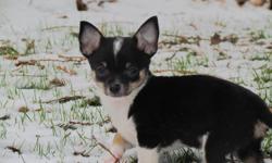We have a beautiful Pomchi pup for sale.
He is a male, tri-color born in a litter of 4.
He will grow up to be 6 pounds.
He is the last one for sale.
Someone paid a holding fee for him but never came.
 
If you are interested please come by and have a look