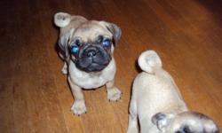 We have 1 female pug puppy left she has her first shots been dewormed and given a clean bill of health from our vet , Dixie  has been raised in our home is well socialized with children and other animals , both parents are purebreed pugs , Mom is on site