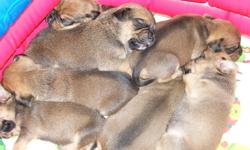 Beautiful Puggle Puppies for sale.Mother is a CKC registered Purebred Tri Colored Beagle Father is a Purebred Fawn Pug.
Ready to go just before Christmas!
Puppies will be vet checked,have their inital deworming and their first needle.
Puppies will be