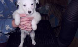 Puppies for sale, dad is part husky and Dalmatien and mom is sheep dog. Call 709 222 0774 for details.