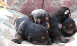 Adorable and very friendly Rotti X Rotti Shep ..
Both parents are our pets and have excellent personalities and temperment..
We have 4 Males and 3 females available
They ve been raised around children so they are very friendly and playful like their