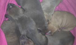 Hello , I have 7 wonderful puppies for sale .. They will be ready to go middle feburary .. I have 2 girls & 4 Boys .. All Beautiful Colors ..they will all be vaccinated and good to go . I would like to find a loving caring home for my littles pups like I