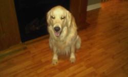 Beautiful pure breed Golden Retriever, male, 2 yo. We hate to sell but we have no time for him with our busy schedules. He is a great dog who listens to basic commands (sit, stay, lay down, etc). He is house-trained, good with children (I have 3) and is