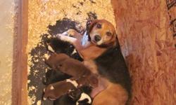 Owner selling 7 beautiful Beagle Puppies. There are 3 males and 4 females. All pups are a mixture of colors varying from black, white, brown and tan. Tricolor pups are real prizes :)
They were born on September 22, 2011 and will be ready to go as soon as