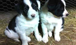 Our Border Collie Dogs had pups!
No, we are not dog breeders, this was not planned,
but we have 11 pups that need homes.
If you are looking for a puppy please make sure you understand what kind of a dog a border collie is and what it's needs are before