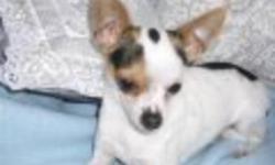 Beautiful male chihuahua , a very sweet and lovable boy, weighs 4lbs and is neutered. Playful with a great temprament. Barks when someone is at the door, and is good with people when he gets comfortable. He is white with black and has brown patches over