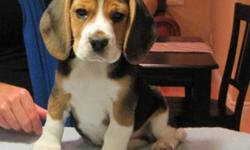 Beautiful CKC registered purebred Beagle puppies. Puppies will be ready for their new family at 9 weeks. These puppies are the smaller 13inch Beagles. Both Males and Feamales available to loving homes who have the time required for a puppy. If you are