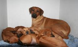I have SIX gorgeous, purebred Rhodesian Ridgeback puppies available. Parents are both CKC registered. Three girls and three boys looking for their forever homes. Puppies are ready to go!
They come with vet check, first shots and deworming.
Serious