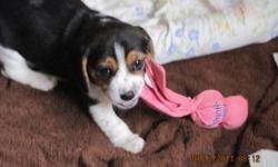 2 Male Beagle Puppies left for sale. Will be ready nov 9th 2011.
 puppies will be vet checked and have first shots.
They make great house pets and very good with children.
Mother on site great hunter, Mother is all ready teaching them to use nose. Father