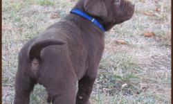 LOVABLE LABS  HAS CKC REGISTERED PUREBRED LAB PUPPIES FOR SALE...1 CHOCOLATE MALE, 1 BLACK MALE, 1 BLACK FEMALE  ...$750...PICTURES ARE OF  THE 3 AVAILABLE PUPPIES...DELIVERY TO SWIFT CURRENT NOV 11TH
ALL ARE VERY CHUNKY & ADORABLE..10inches high, weigh