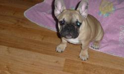 I have a beautiful C.K.C. French bulldog, she is fawn with black mask and is 15 weeks old. She will leave to her new forever home vet checked with all her puppy shots, dewormed, microchipped, a one year written health guarantee as well as a puppy package
