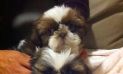 Gorgeous Shih Tzu puppies, 2 males, 8 weeks old. One is gold and white and the other is dark brown and white with gold colored head. From show dog bloodlines. Very affectionate loyal breed. Come vet checked, dewormed with first puppy shots. Also included