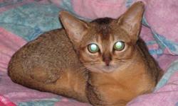 We have a male and a female ruddy purebred registered abyssinian kittens, ready for their forever homes.  They are bright and inquisitive, and very warm and loving.
 
They are vaccinated and dewormed.  My abys come from champion and grand champion lines,