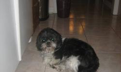 Introducing Sugar!
 
Sugar is a 2 and a half year old Shih Tzu who has a very good temperment and is in need of a loving home. She is mostly Black with  a bit of white on her face and stomach. She has had all her shots including rabbies and is a very