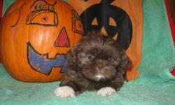 VET CHECKED HEALTHY! 2 SHOTS/DEWORMED!
PERFECT FACES, EXCELLENT QUALITY PUREBRED SHIH-TZU PUPS! (not reg'd)GORGEOUS UNIQUE COLORS! RARE CHOCOLATE BOY IS $500!
THESE BABIES ARE FAMILY RAISED IN MY HOME WITH YOUNG CHILDREN. VERY WELL SOCIALIZED. MANY