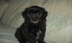We have beautiful Shih Poo puppies looking for their new homes.  Mom is a Shih Tzu, dad a Mini-Poodle.  Pups are very social and friendly and will make a great family pet - excellent with children as well.  Their coats are gorgeous and super soft!
Pups