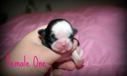 We have some beautiful shih tzu puppies looking for their forever homes!! Parents are both of the smaller size shih tzus, around and under 10lbs.
Needing a $150.00 nonrefundable deposit to keep puppy of choice on hold.
Puppies will be dewormed before
