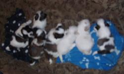 These adorable puppies were born November 11, 2011.  Mama Spyder is a Shih tzu, about 1 & 1/2 years, she is black and white - Brindle.  The puppies are all very adorable and in a few more days they will begin the weaning process.  Right now they are