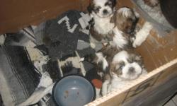 There are 5 beautiful Shih Tzu puppies, that are tri-colour, have had their first shots de-wormed and have been vet checked. They are very playful and mom is on site. There are 4 boys and 1 girl. They are tiny ranging from 2.1 to 2.8 lbs they will not get