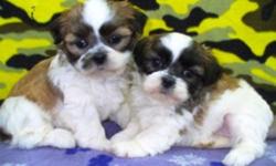 3/4 Shih Tzu x 1/4 Bichon puppies, healthy with sweetheart personalities. Males and Females. Ready to go December 2nd. They come with shots to date, vet check and deworming. To good pet homes only. Call 1-204-347-5894.